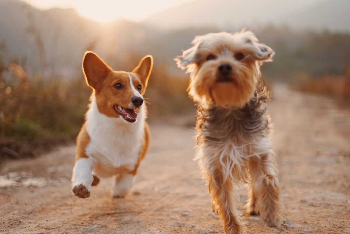 Two dogs relaxing together outdoors after rest