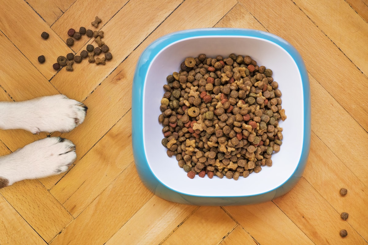 Dog looking hopefully near food bowls