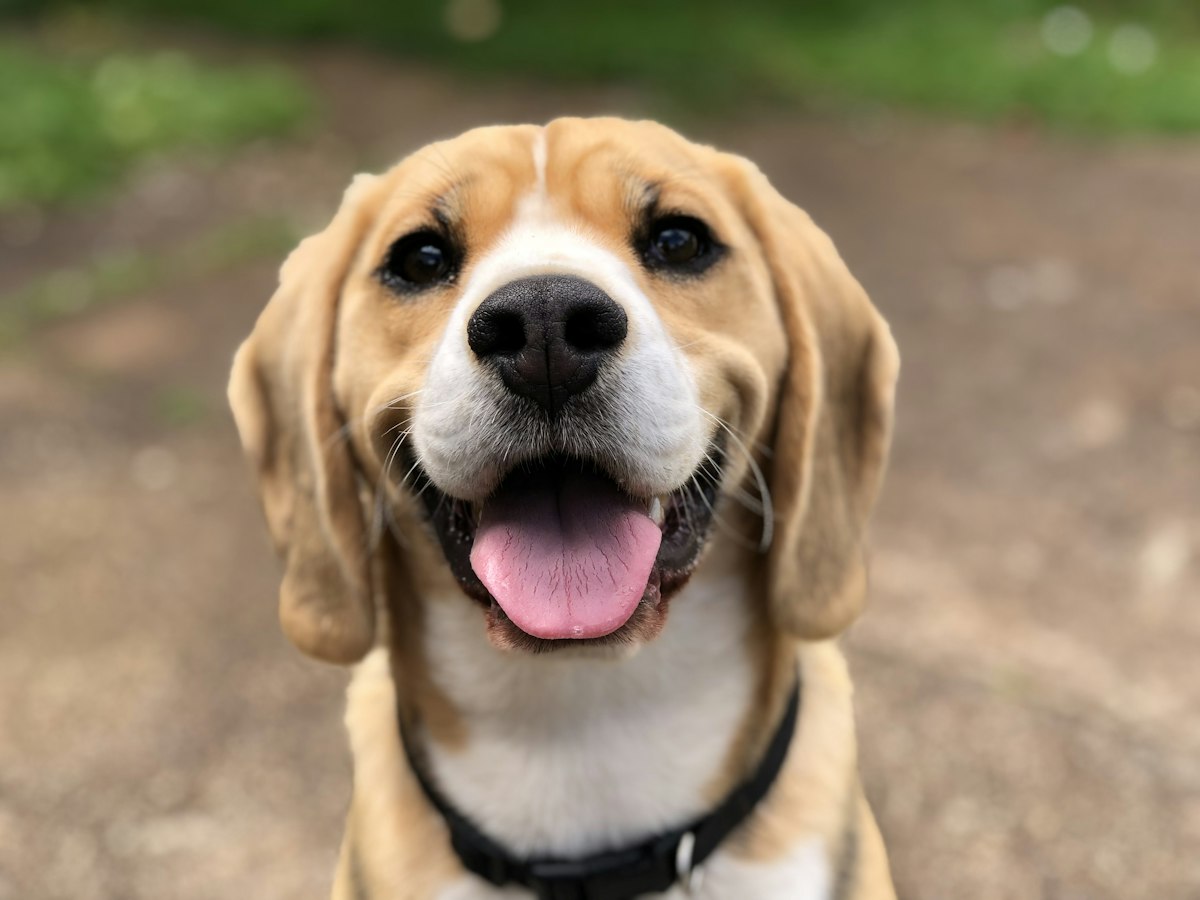 Happy relaxed dog outdoors after settling