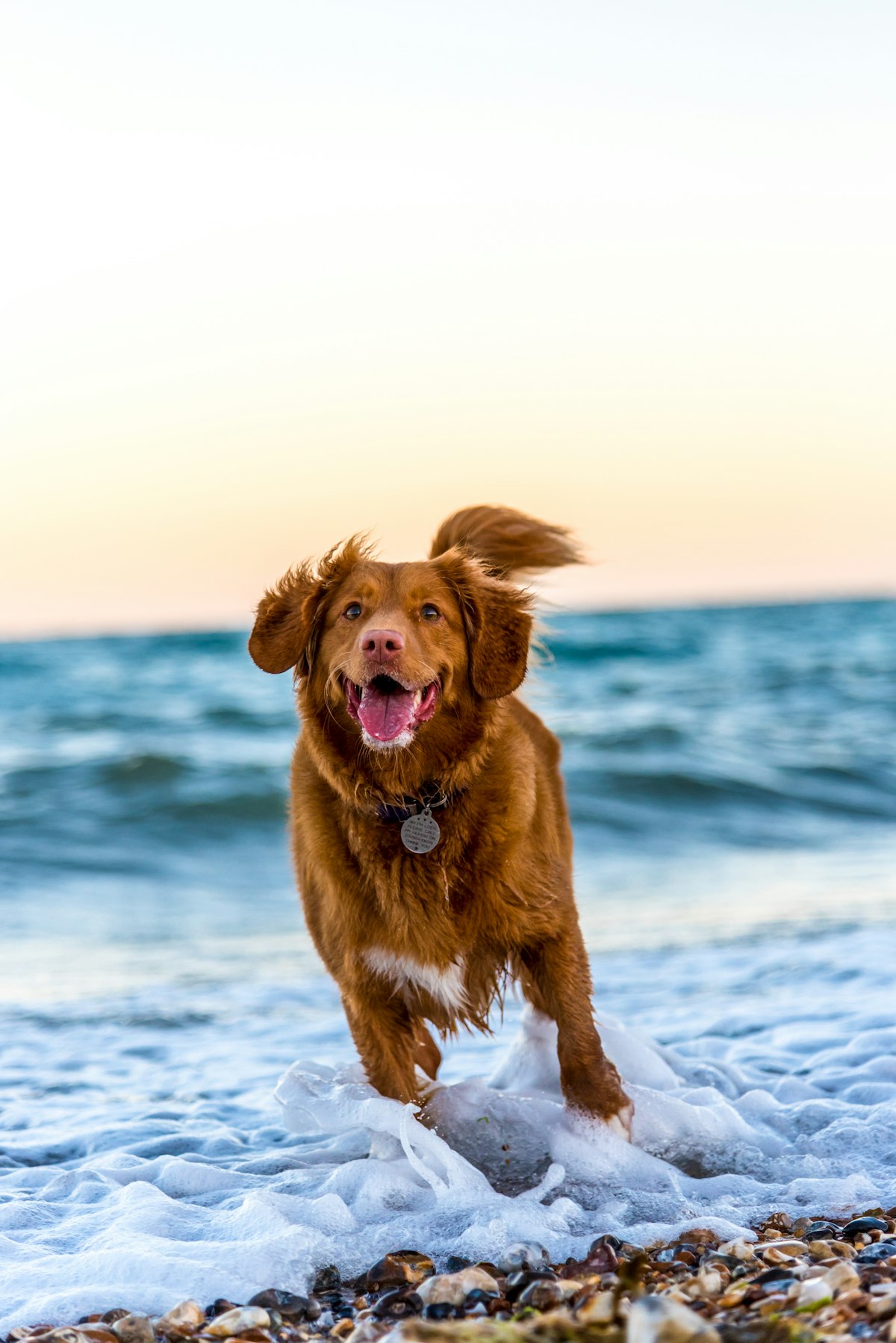 Two dogs face to face outdoors during play