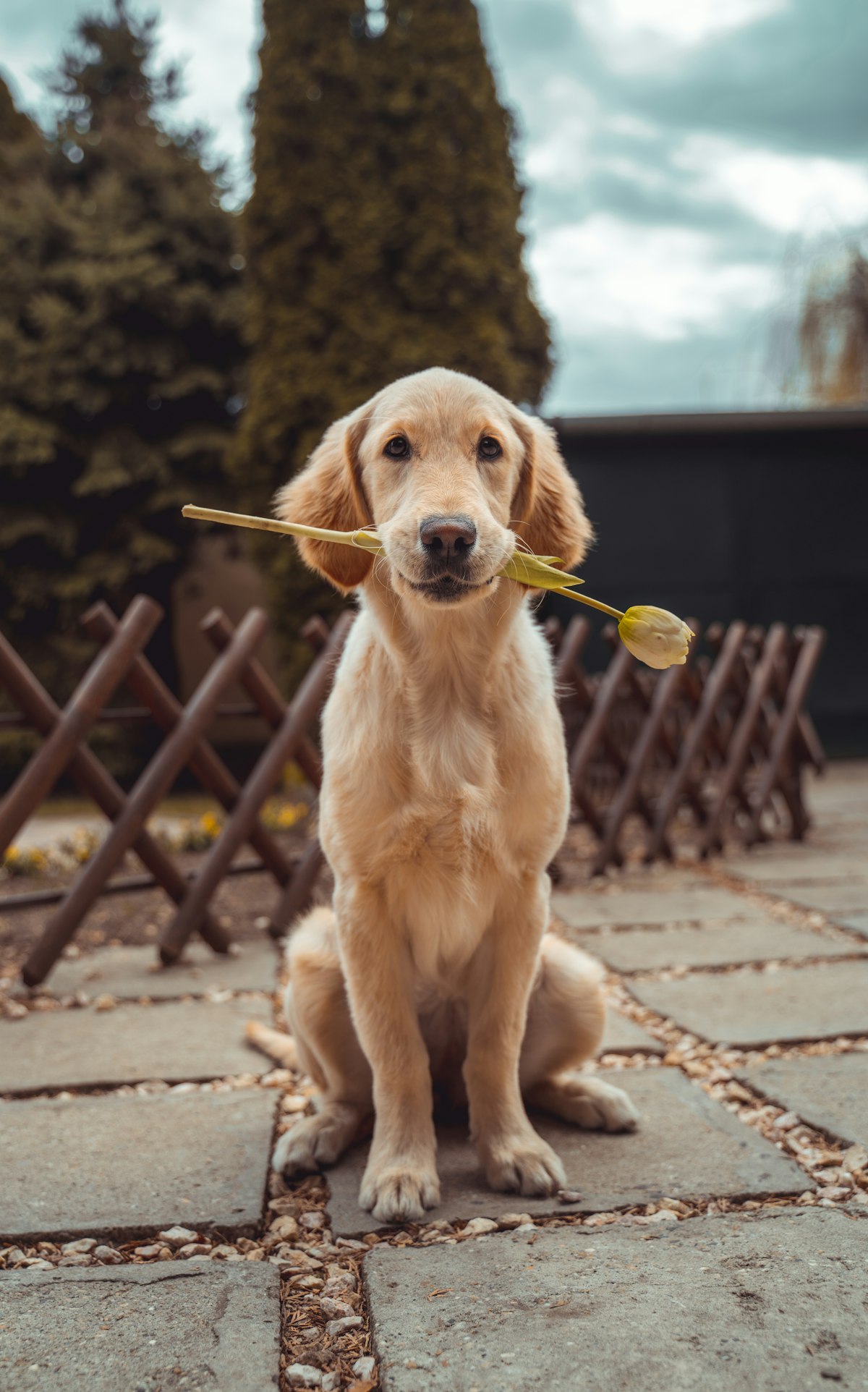Golden dog holding focus with a toy, engaged and ready