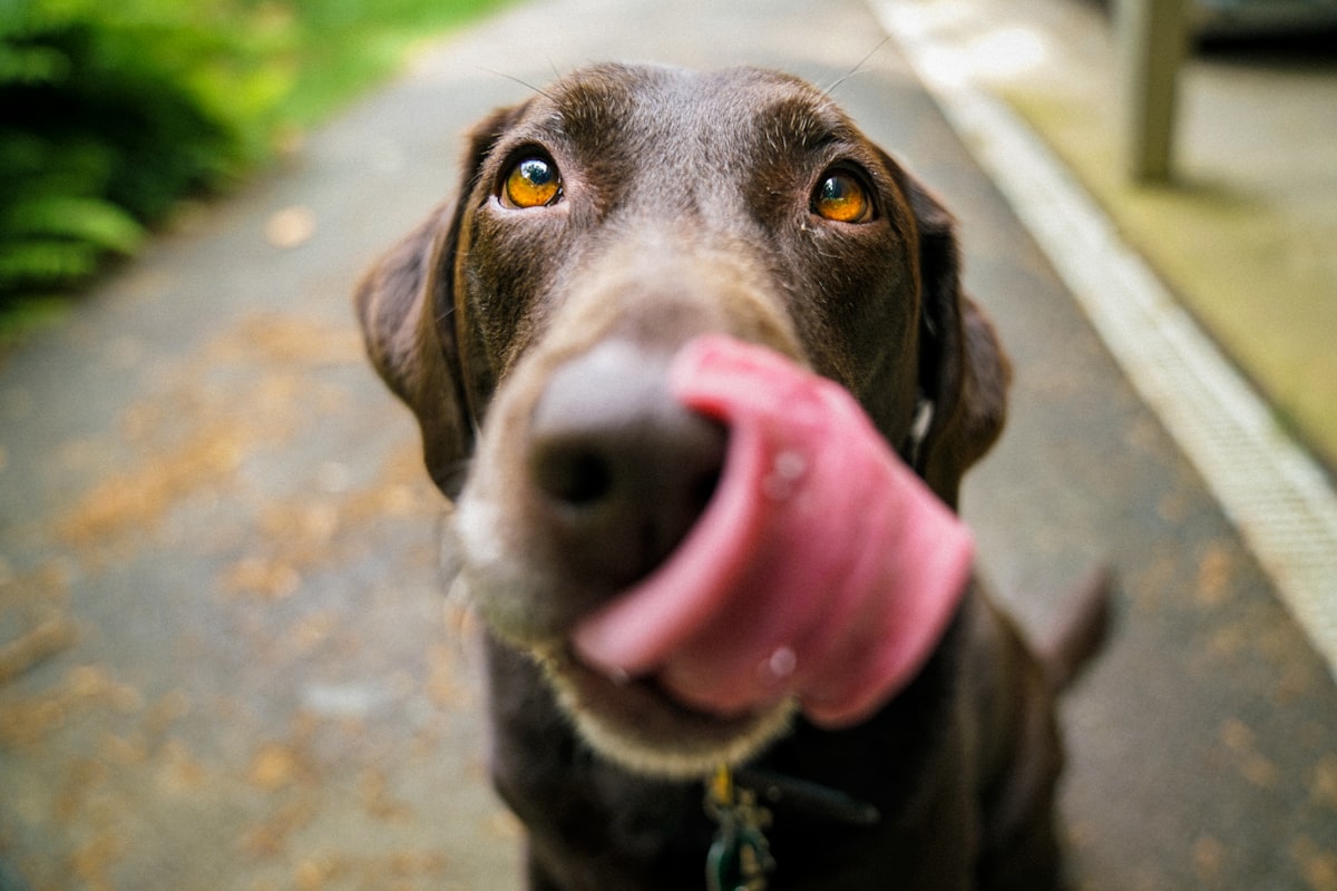 Chocolate Labrador looking up at the camera and licking its nose