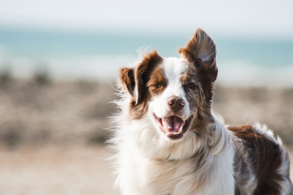 Dog resting its head calmly, practicing self-control