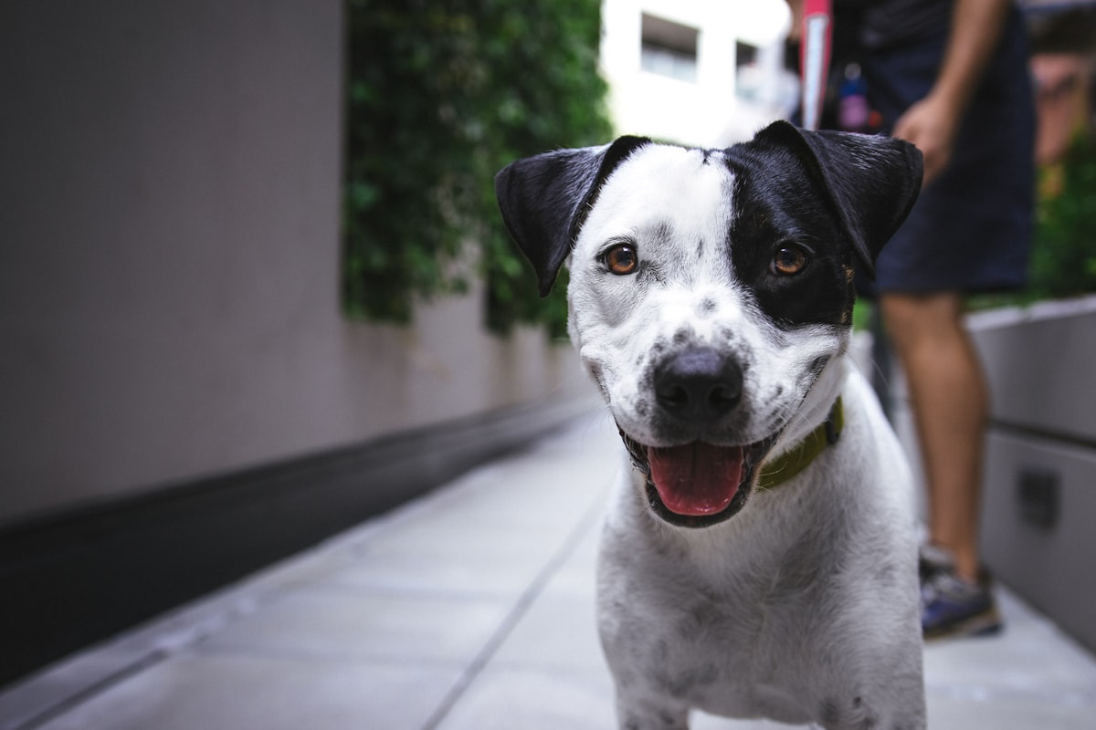 Dog looking up attentively toward a person