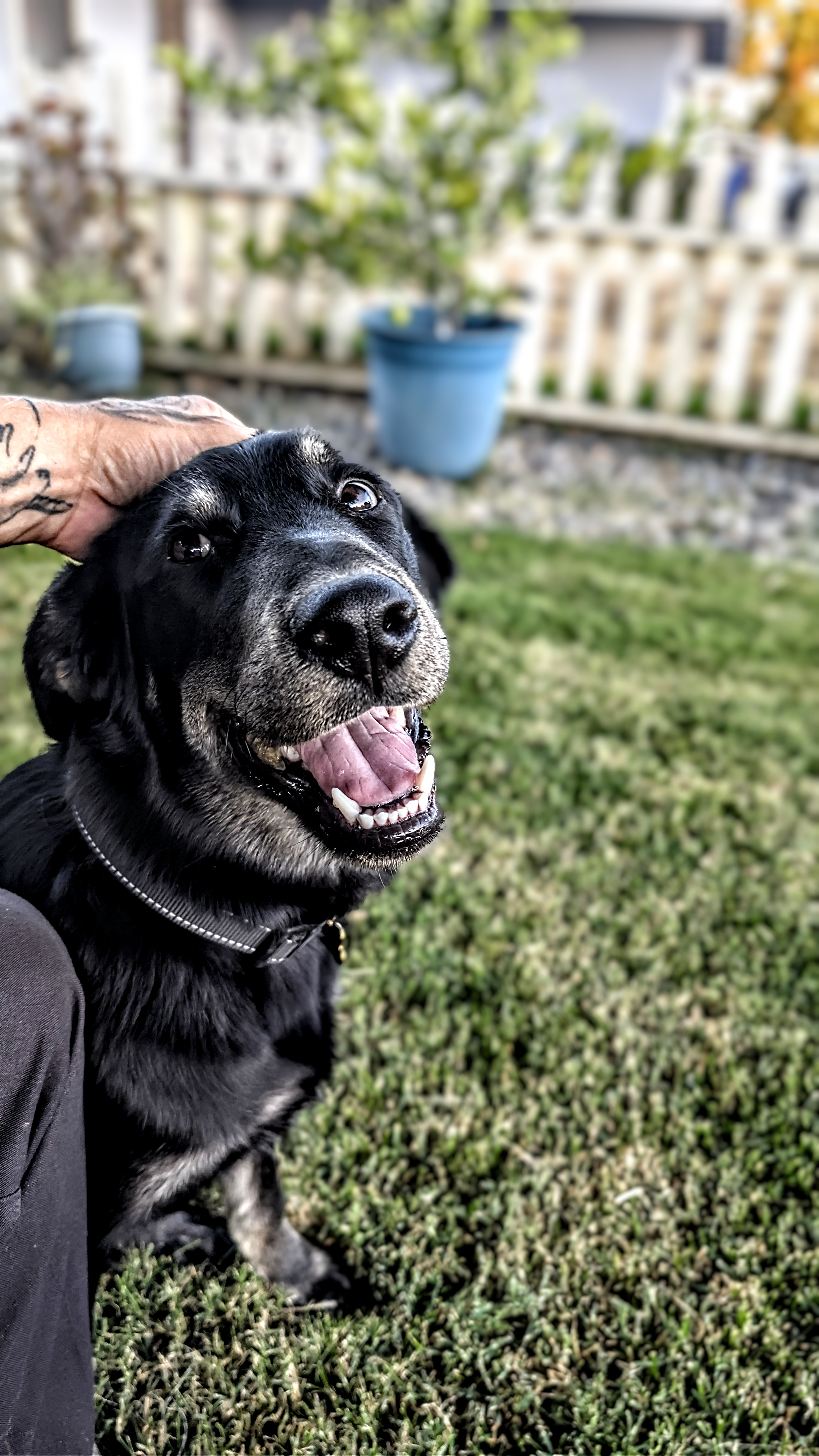 Oso relaxing during house rules training at home